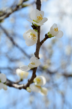 山桃花