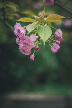 樱花