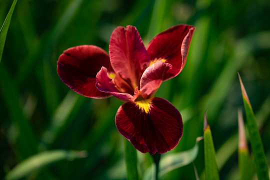 鸢尾花