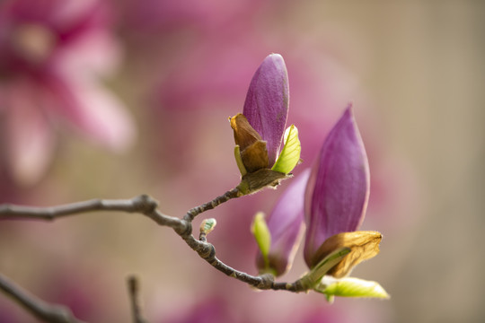 玉兰花