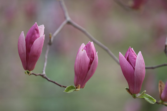 玉兰花