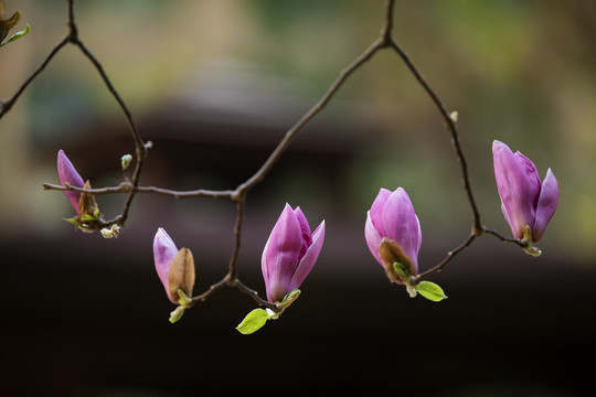 玉兰花