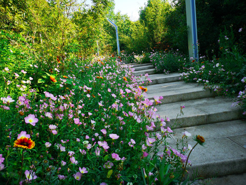 鲜花草地