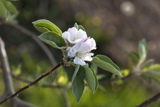 苹果花