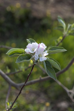 苹果花