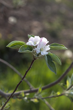 苹果花