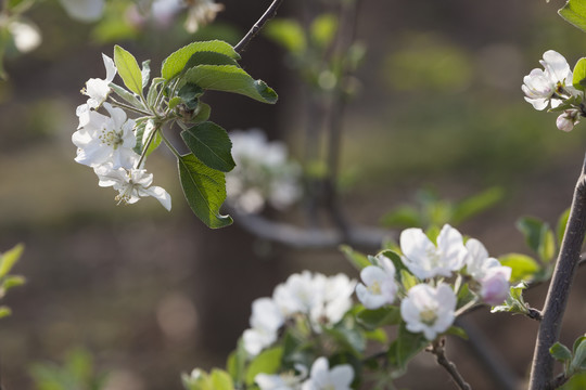 苹果花