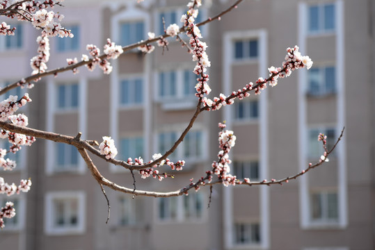 迎春花杏花玉兰花桃花高清大图