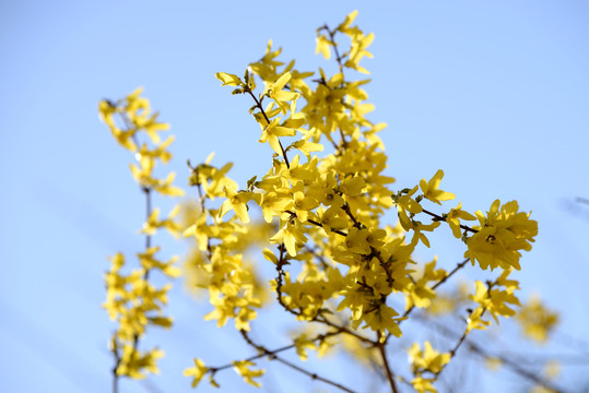 迎春花杏花玉兰花桃花高清大图