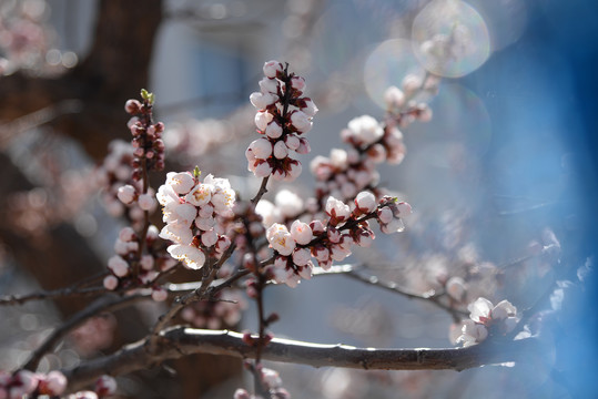 迎春花杏花玉兰花桃花高清大图