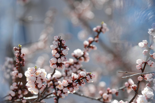 迎春花杏花玉兰花桃花高清大图