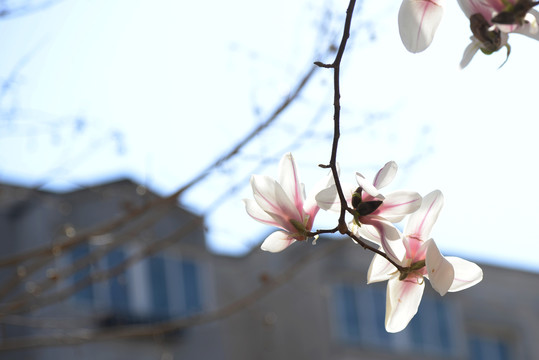 迎春花杏花玉兰花桃花高清大图