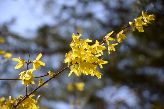 迎春花杏花玉兰花桃花高清大图