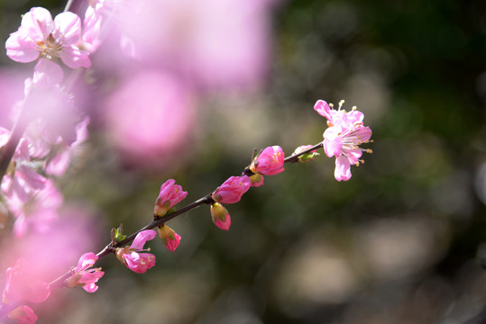 迎春花杏花玉兰花桃花高清大图