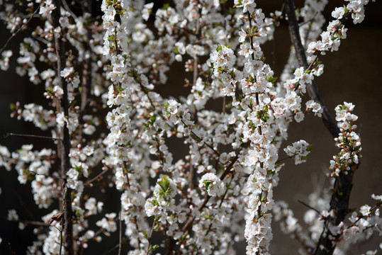 迎春花杏花玉兰花桃花高清大图