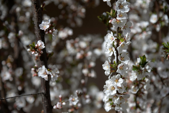 迎春花杏花玉兰花桃花高清大图