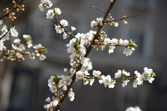 迎春花杏花玉兰花紫花高清大图