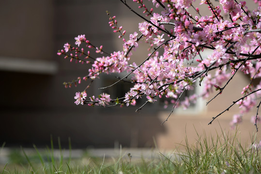 迎春花杏花玉兰花紫花高清大图