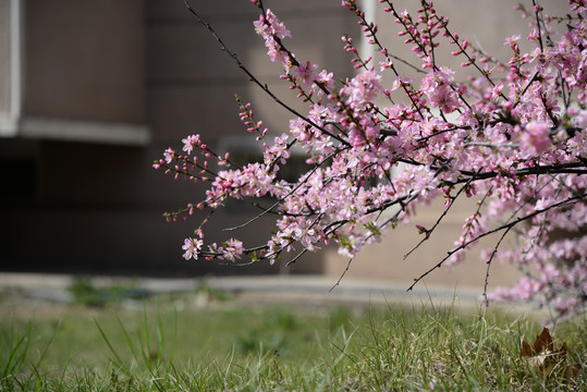 迎春花杏花玉兰花紫花高清大图