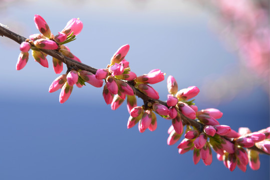 迎春花杏花玉兰花紫花高清大图