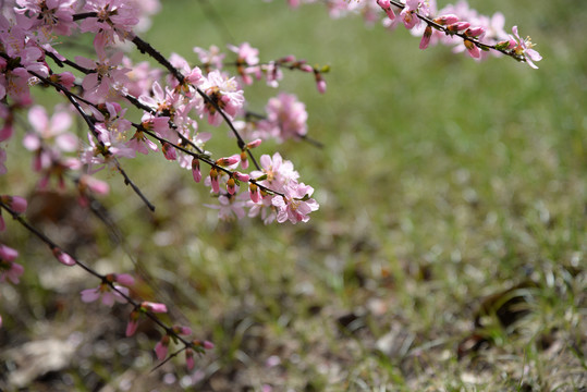 迎春花杏花粉色花高清大图