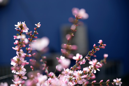 迎春花杏花粉色花高清大图