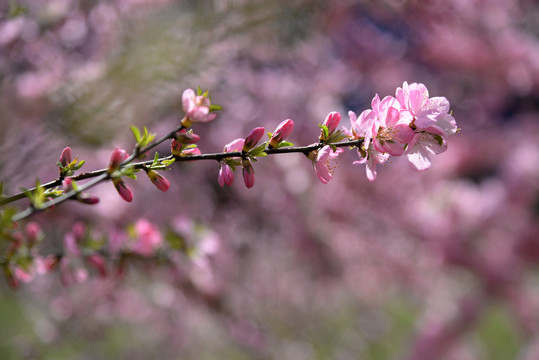 迎春花杏花粉色花高清大图