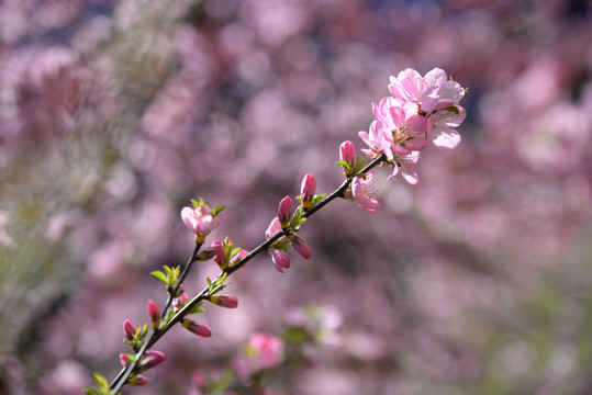 迎春花杏花粉色花高清大图