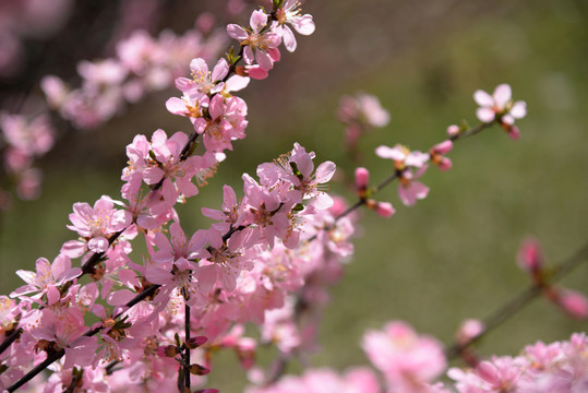 迎春花杏花粉色花高清大图