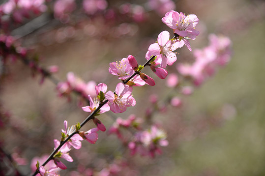 迎春花杏花粉色花高清大图