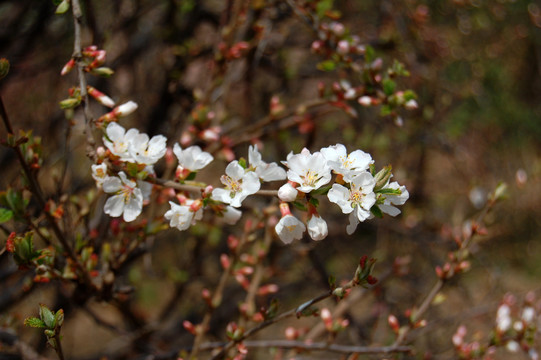 迎春花杏花高清大图