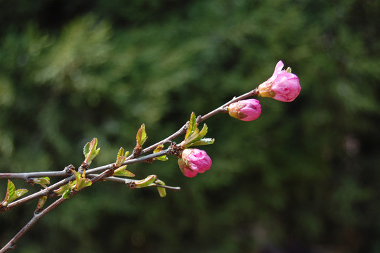 迎春花杏花高清大图