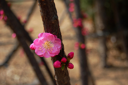 迎春花杏花高清大图