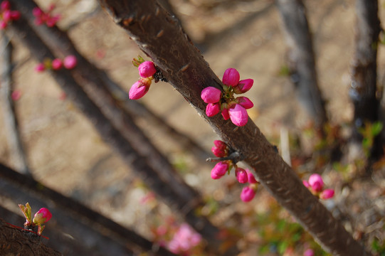 迎春花杏花高清大图