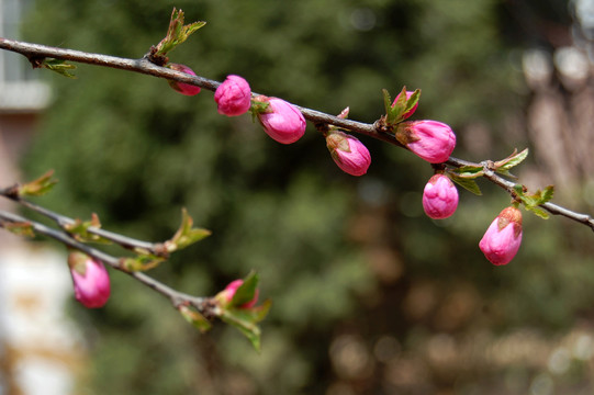 迎春花杏花高清大图