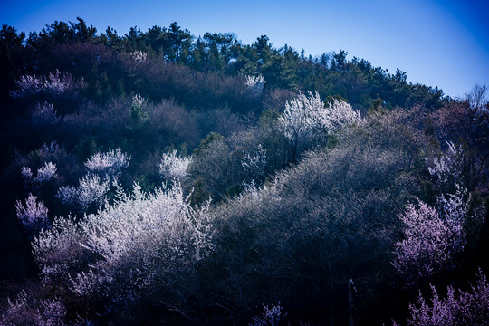 山桃花开