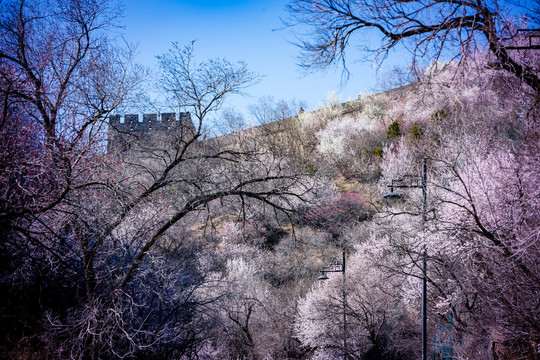 山桃花开