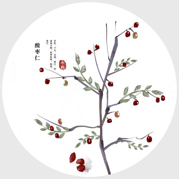 酸棗仁