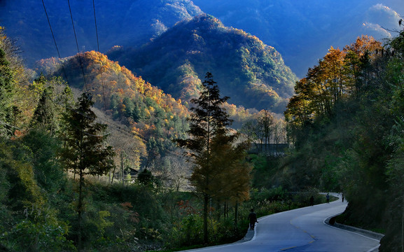 高山森林