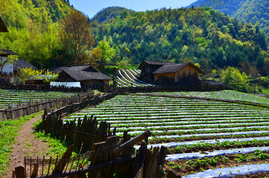 田野