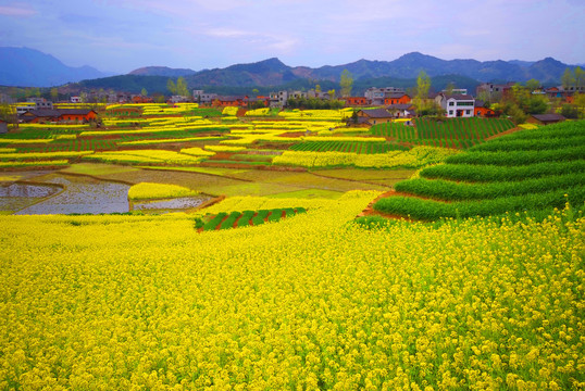 油菜花