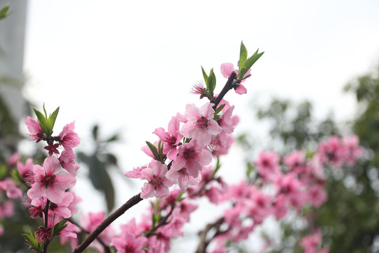 桃花