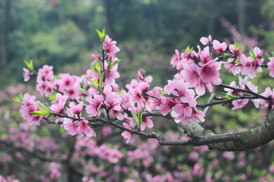 桃花