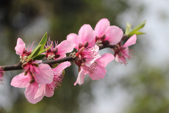 桃花