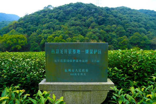 西湖龙井茶基地