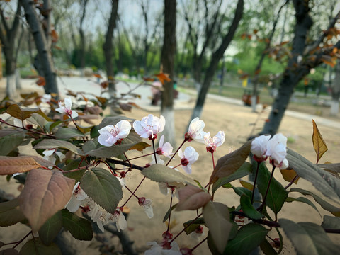 李子花