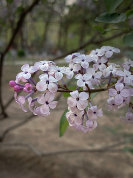 花的特写