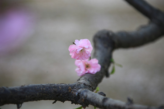 梅花