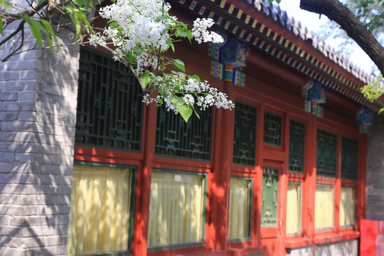 丁香花古建筑