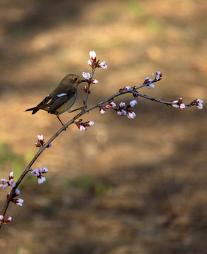 鳥語(yǔ)花香